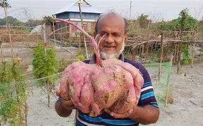 Image result for Biggest Sweet Potato