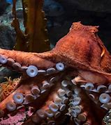 Image result for Biggest Octopus On Record
