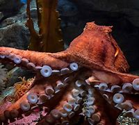 Image result for The Biggest Octopus in the Sea