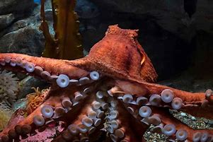 Image result for Biggest Octopus Ever Found in the World