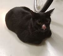 Image result for Black Cat Loaf
