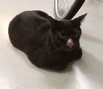 Image result for Black Cat Loafing