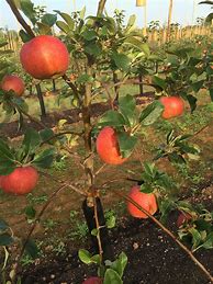Image result for Red Apple Varieties UK