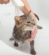 Image result for Cat Bath