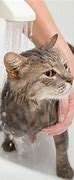 Image result for Giving a Cat a Bath