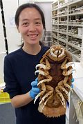 Image result for Isopod Costume
