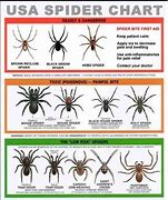 Image result for Kentucky Spider Identification Chart