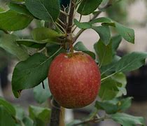 Image result for Semi-Dwarf Gala Apple Tree