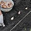 Image result for Broadcasting Method of Planting of Garlic