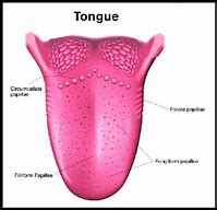Image result for Taste Buds Back of Tongue