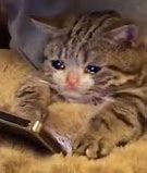 Image result for Looking at Phone Sad Face Meme