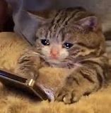 Image result for Crying Cat Looking at Phone Meme
