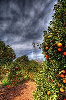 Image result for Trees of Oranges and Apple
