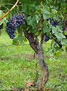 Image result for Grape Bushes