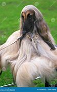 Image result for Long Haired Afghan Hound