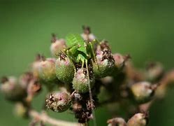 Image result for Cricket Insect in Tagalog