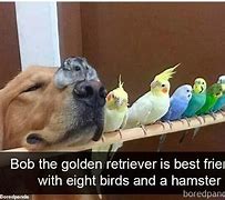 Image result for Pet Bird Meme