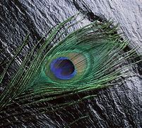 Image result for Peacock Feather 3D Wallpaper