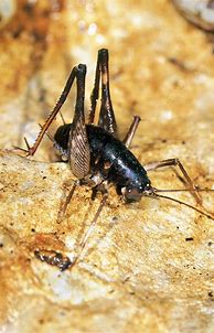 Image result for Silence Crickets Chirping