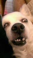 Image result for Funny Scary Dog Memes