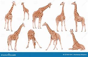 Image result for Illustration of a Giraffe in Different Angles