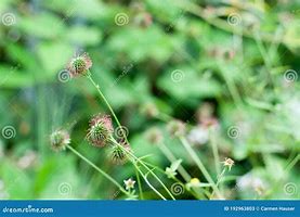 Image result for Tiny Hooks of Seeds