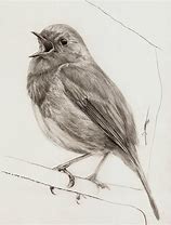 Image result for Colored Pencil Bird Drawings