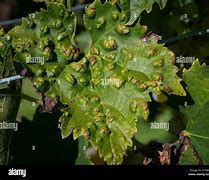 Image result for Grapevine Diseases Photos