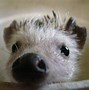 Image result for Cute Winter Hedgehog