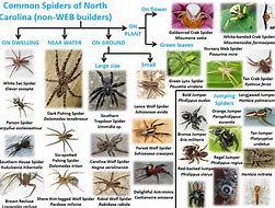 Image result for Spider Insect Identification Chart