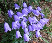 Image result for campanula_cochleariifolia