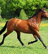 Image result for Race Horse Breeds