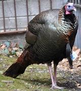 Image result for Turkey Burying Its Head in Sand