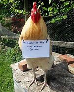 Image result for Funny Chicken Bombastic