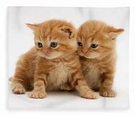 Image result for Cute Orange Tabby Kittens