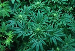 Image result for http://marijuanamoment.org/