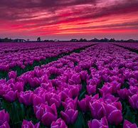 Image result for Tulip Fields of Holland