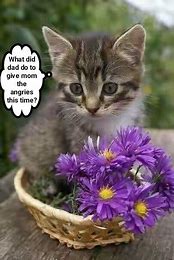 Image result for Cat with a Flower On Its Head Meme