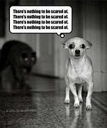Image result for Frightened Dog Meme