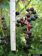 Image result for Black Cherry Pepsi