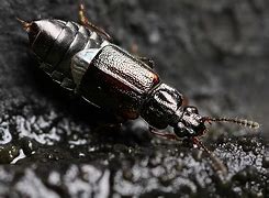 Image result for Armored Bugs