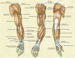 Image result for Human Arm Muscle Anatomy