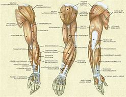 Image result for Arm Structure