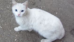 Image result for White Cat Outside