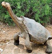 Image result for World's Biggest Turtle Ever