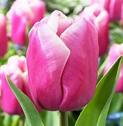 Image result for Tulipan Holland