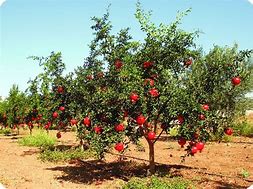 Image result for Pomegranate Espalier
