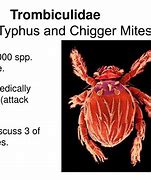 Image result for Chigger Life Cycle Timing Chart