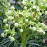 Image result for Helleborus foetidus Sopron