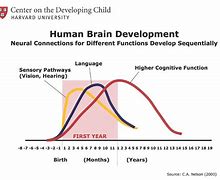 Image result for Human Brain Development